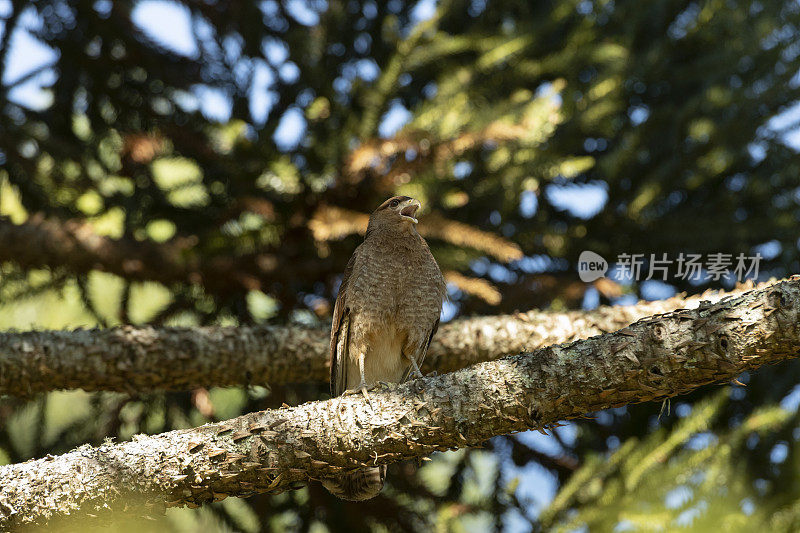 Chimango Caracara (Milvago ximango)